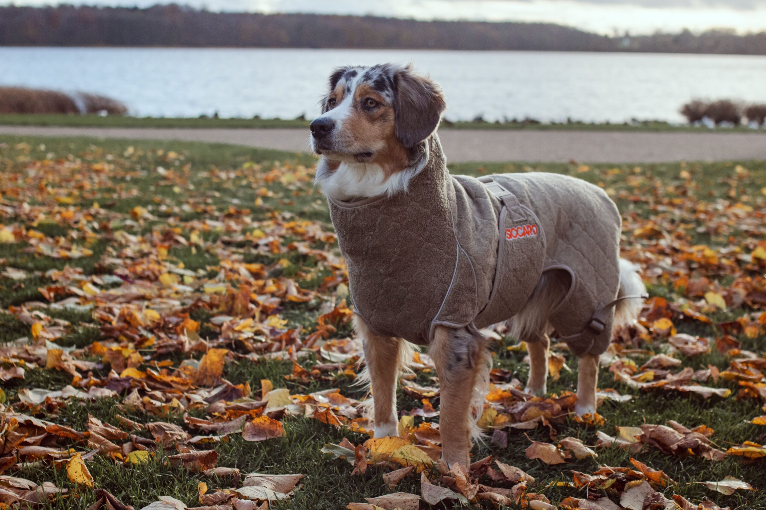 Siccaro Hundemantel Solution, Farbe Elmwood 70