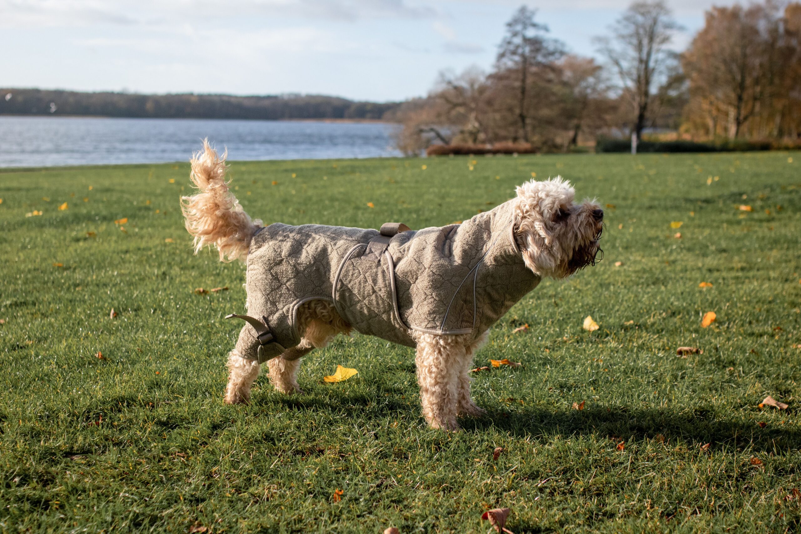 Siccaro Hundemantel Solution, Farbe Elmwood 70 – Bild 3