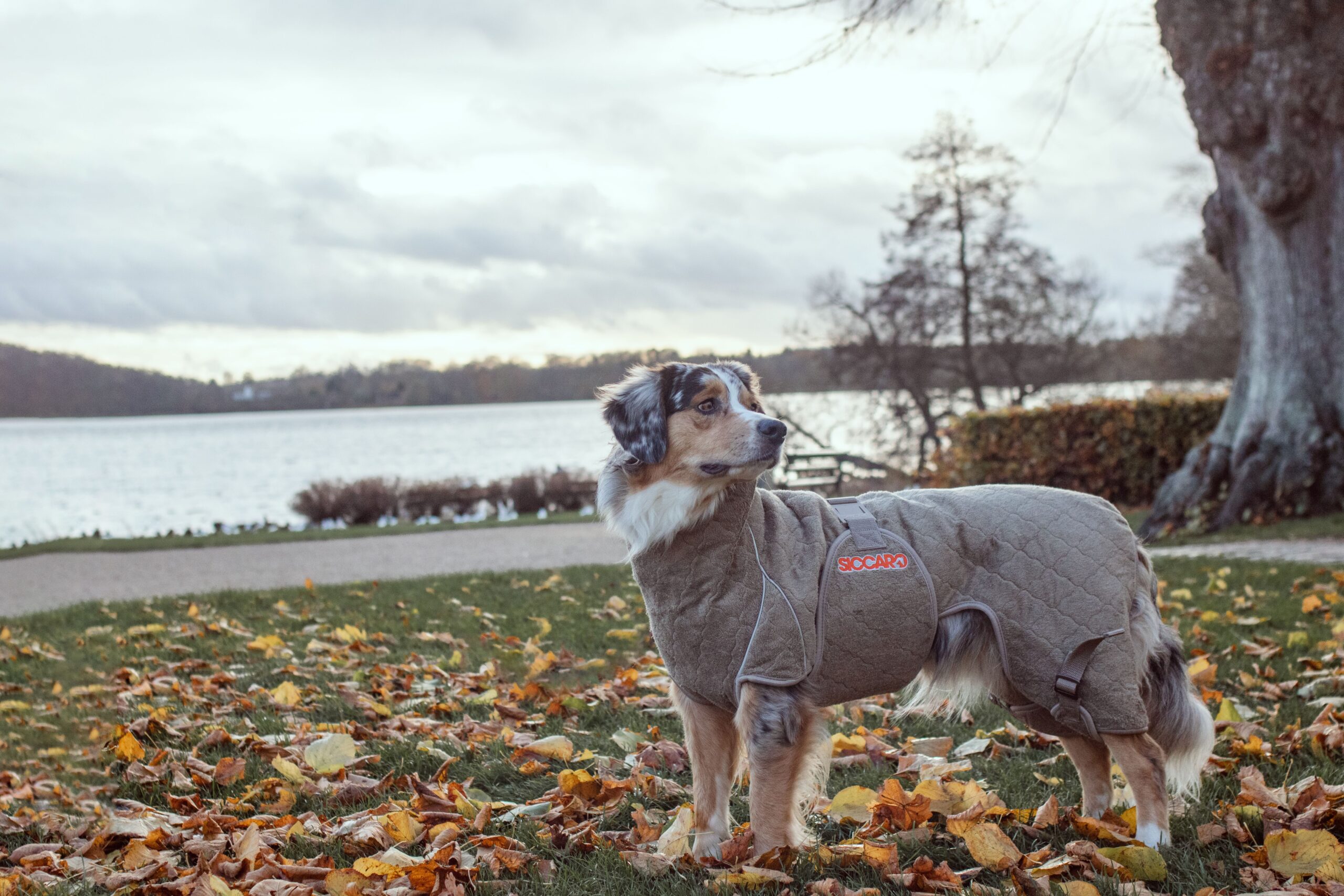 Siccaro Hundemantel Solution, Farbe Elmwood 70 – Bild 4