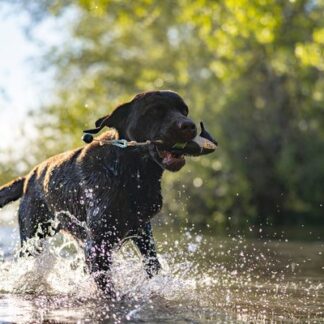 Für Hund & Hundeführer