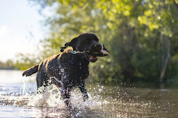 Dominicus HP&G Apportdummy Krickente – Bild 2